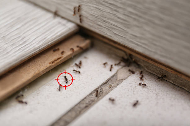 Professional Pest Control in Roessleville, NY