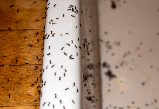 Best Best Pest Control Companies  in Roessleville, NY