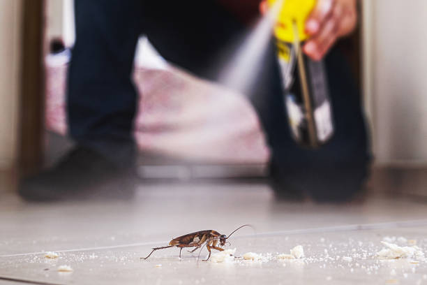 Best Affordable Pest Control Services  in Roessleville, NY