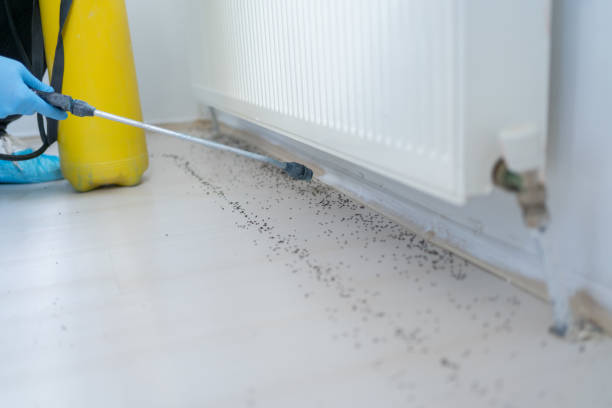 Best Wasp Removal Services  in Roessleville, NY