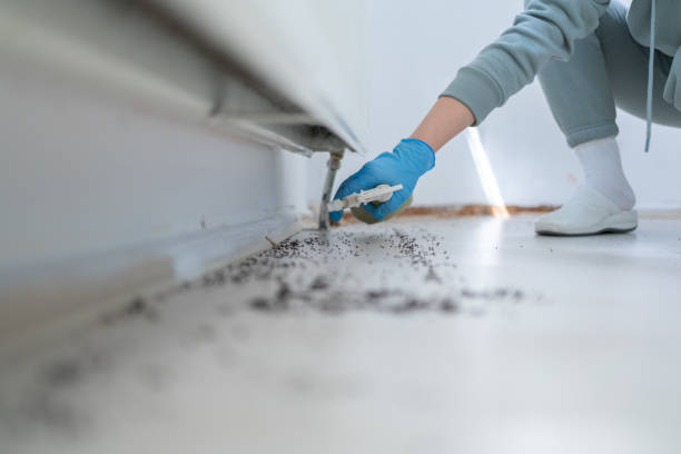 Best Termite Control Services  in Roessleville, NY
